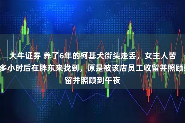 大牛证券 养了6年的柯基犬街头走丢,女主人苦寻3个多小时后在胖东来找到,原是被该店员工收留并照顾到午夜